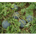 HW02 Geren big round dark green F1 hybrid seedless watermelon seeds for planting